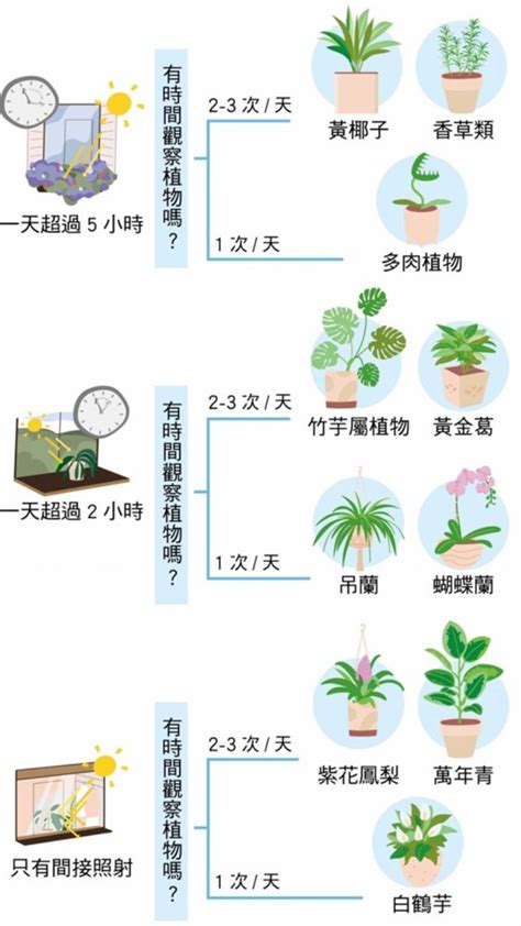 什麼植物